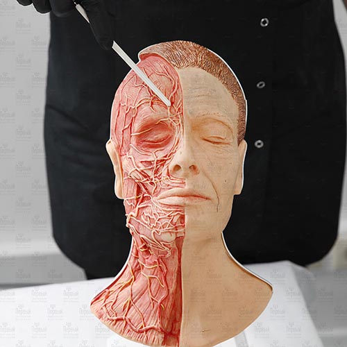 Анатомия лица. Строение, физиология, типы кожи. Теории старения кожи - дистанционное обучение